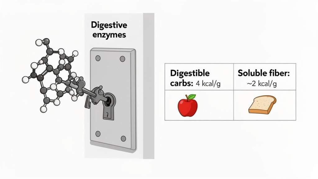 Illustration showing digestive enzymes as a lock and key, comparing calories in digestible carbs (apple) vs. soluble fiber (bread).