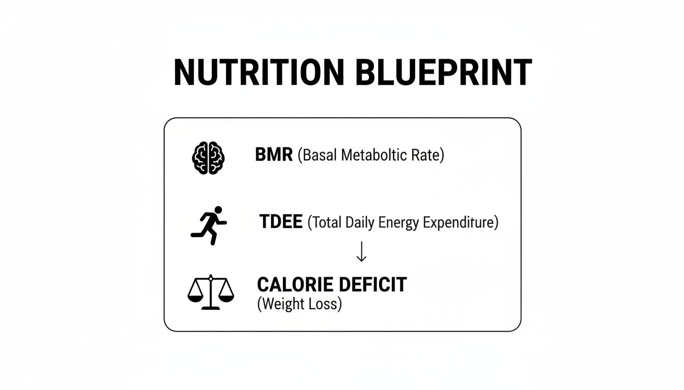 Nutrition blueprint infographic detailing BMR, TDEE, and calorie deficit for effective weight loss.