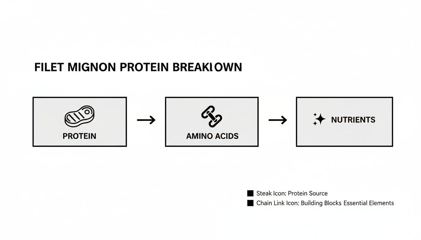 A flowchart showing filet mignon protein breaking down into amino acids, which then become essential nutrients.