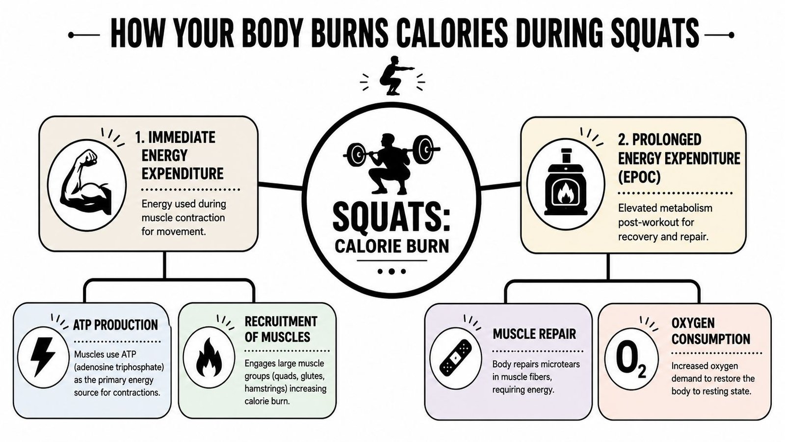 An infographic titled How Your Body Burns Calories During Squats, explaining energy expenditure and metabolic recovery.