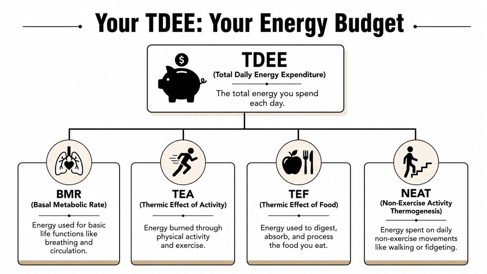 A diagram explaining Total Daily Energy Expenditure components: BMR, TEA, TEF, and NEAT for metabolic health.