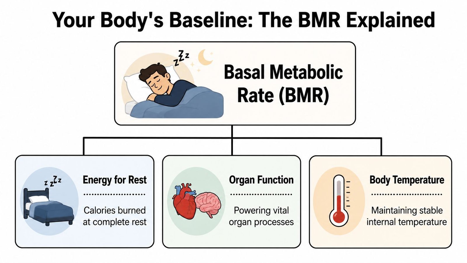 A diagram explaining Basal Metabolic Rate including energy for rest, organ function, and maintaining body temperature.