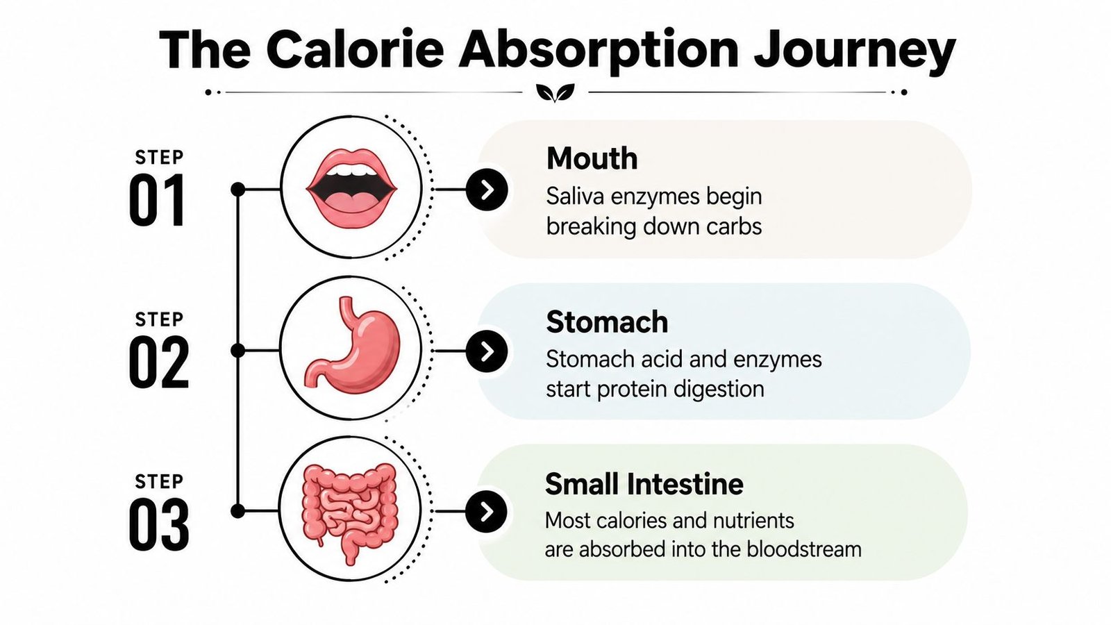 A simple infographic explaining the three-step human digestion process, starting from the mouth to the small intestine.