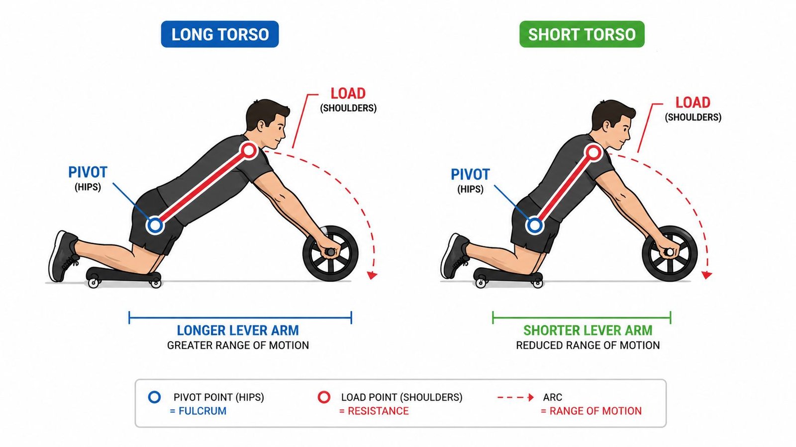 A diagram comparing how a long versus short torso affects the mechanics of the ab wheel rollout exercise.