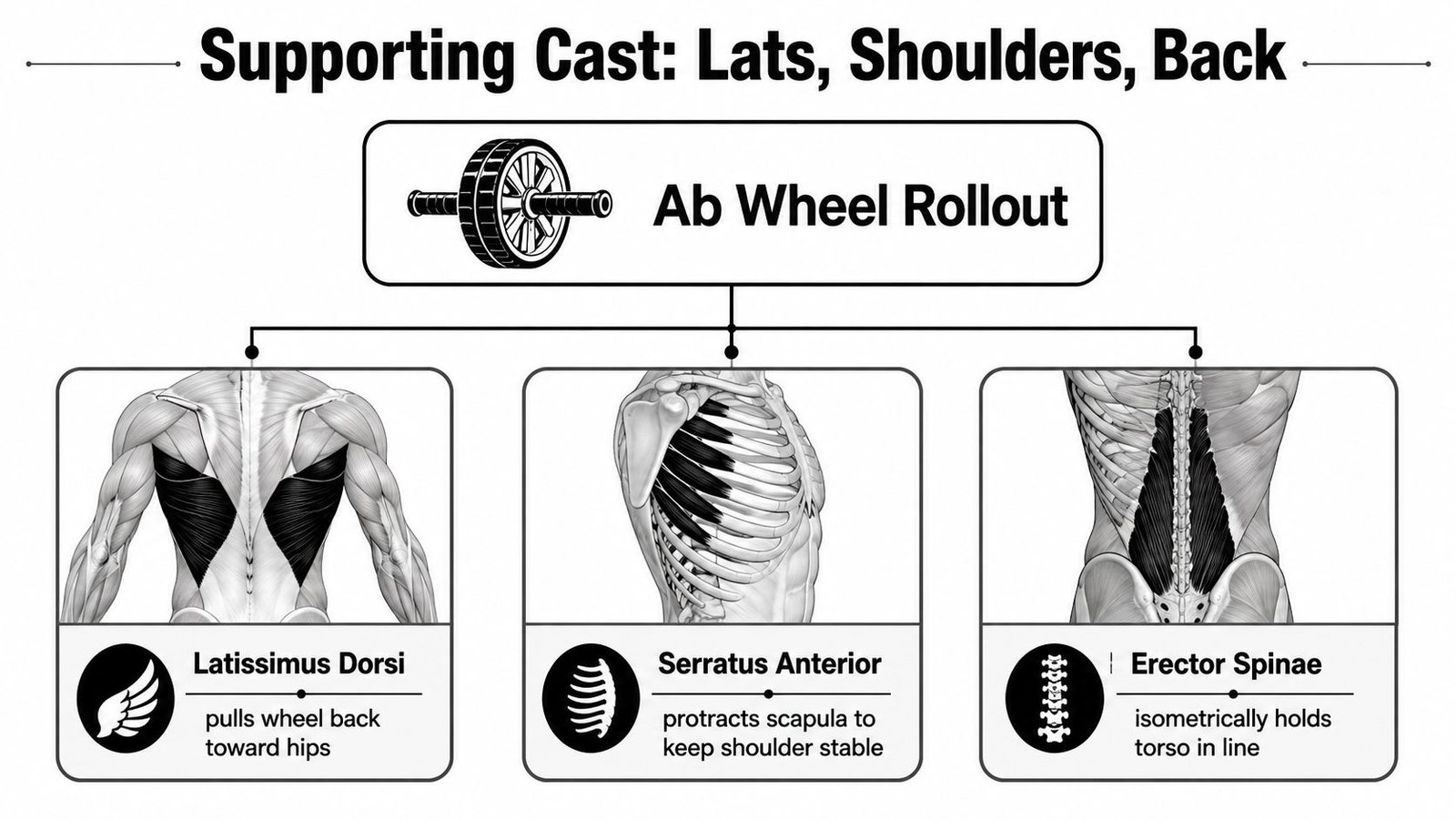 A diagram illustrating the muscles worked during an ab wheel rollout, including the lats, serratus anterior, and erector spinae.